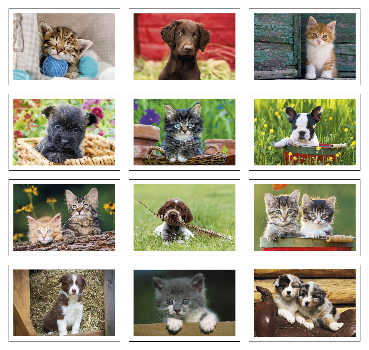 Triumph® Calendars Puppies & Kittens Pocket Calendar 1