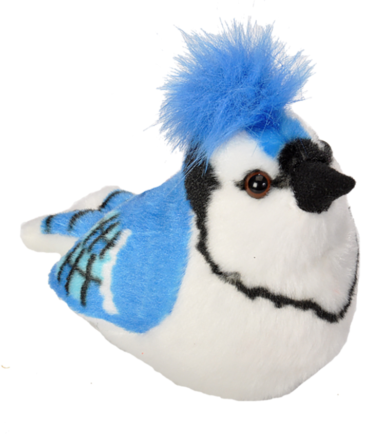 7" Audubon Blue Jay 2