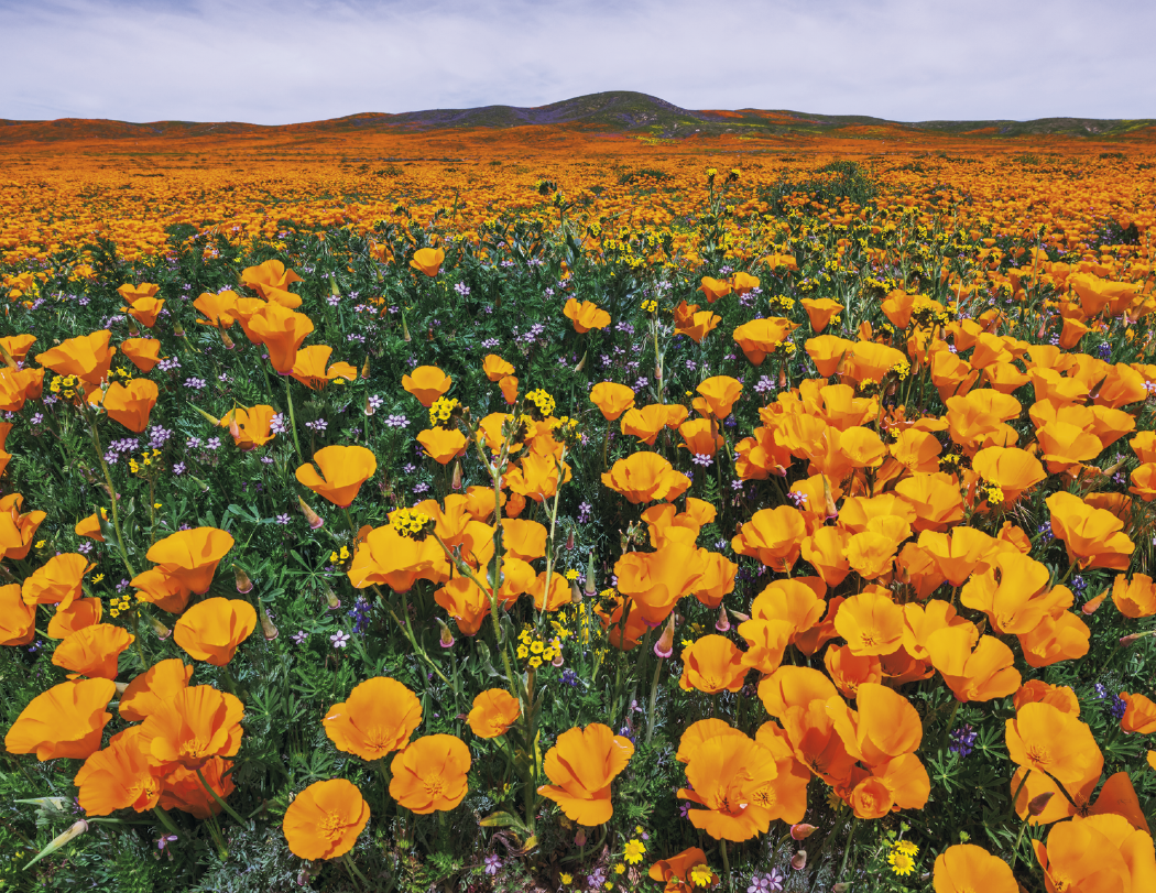 HotLine® Products California Appointment Calendar - Stapled 3