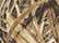 Licensed Camo Cap - LC10 10