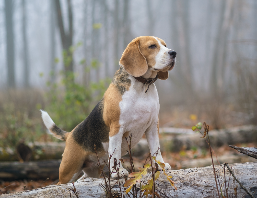 Good Value™ Sporting Dogs - Stapled Calendar