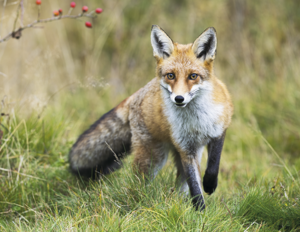 Good Value™ Wildlife Portraits - Spiral Calendar 11