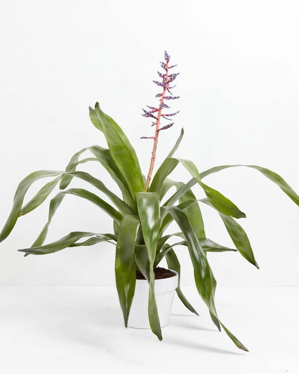 Aechmeas Bromeliad