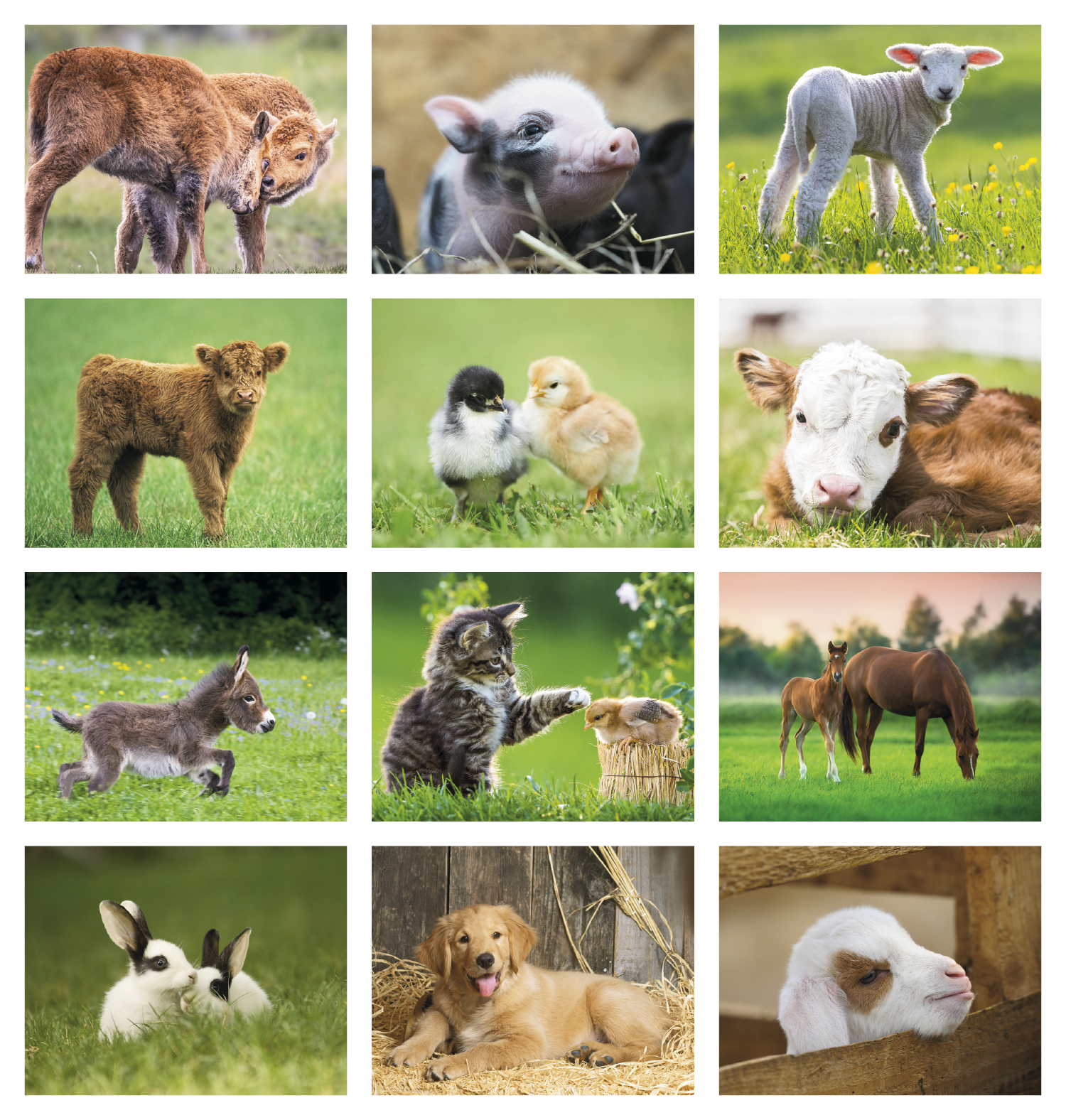Good Value™ Baby Farm Animals - Stapled Calendar 32