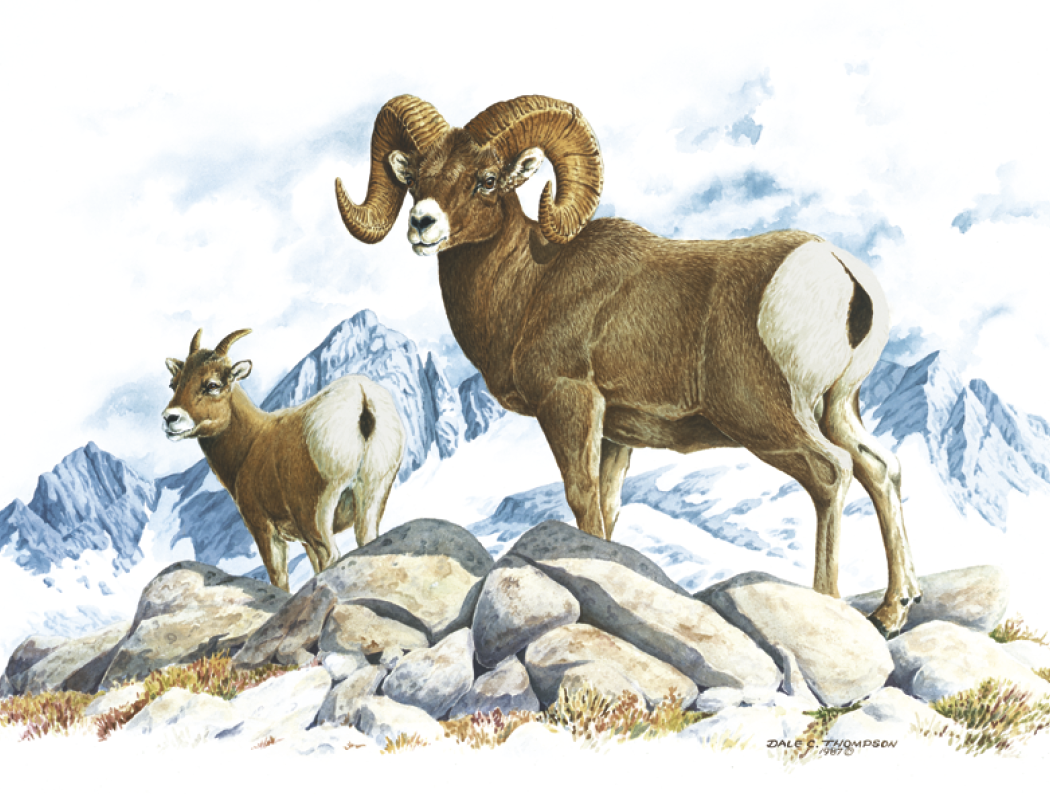 Good Value™ Wildlife Trek - Stapled Calendar 14