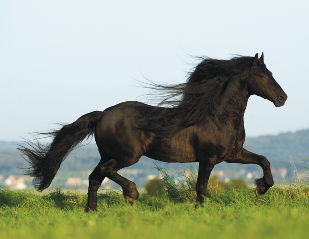 Triumph® Calendars Horses Calendar 52