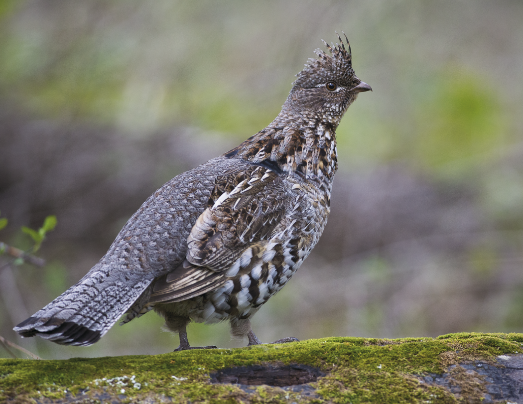 Triumph® Calendars Sportsman Calendar 12