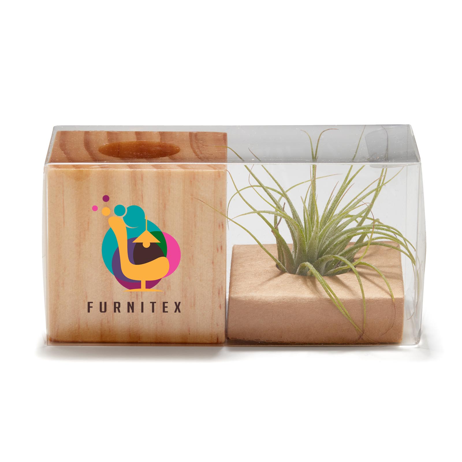 Air Plant 5