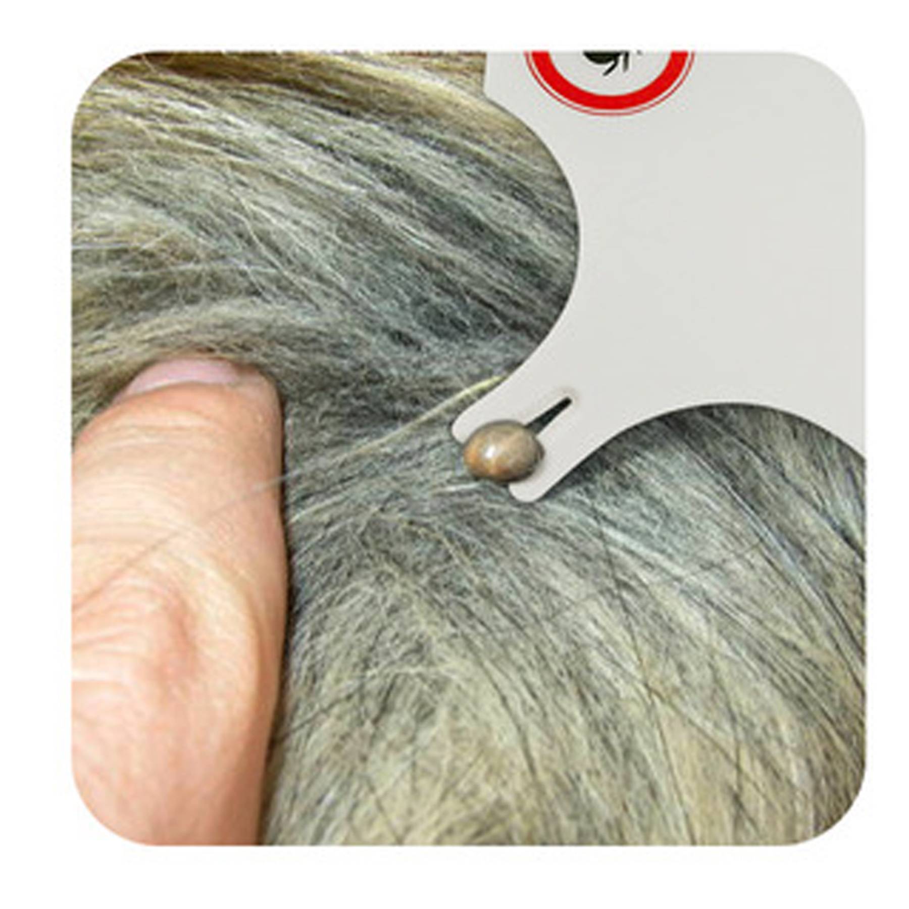Tick Remover Card With Magnifying Glass 3