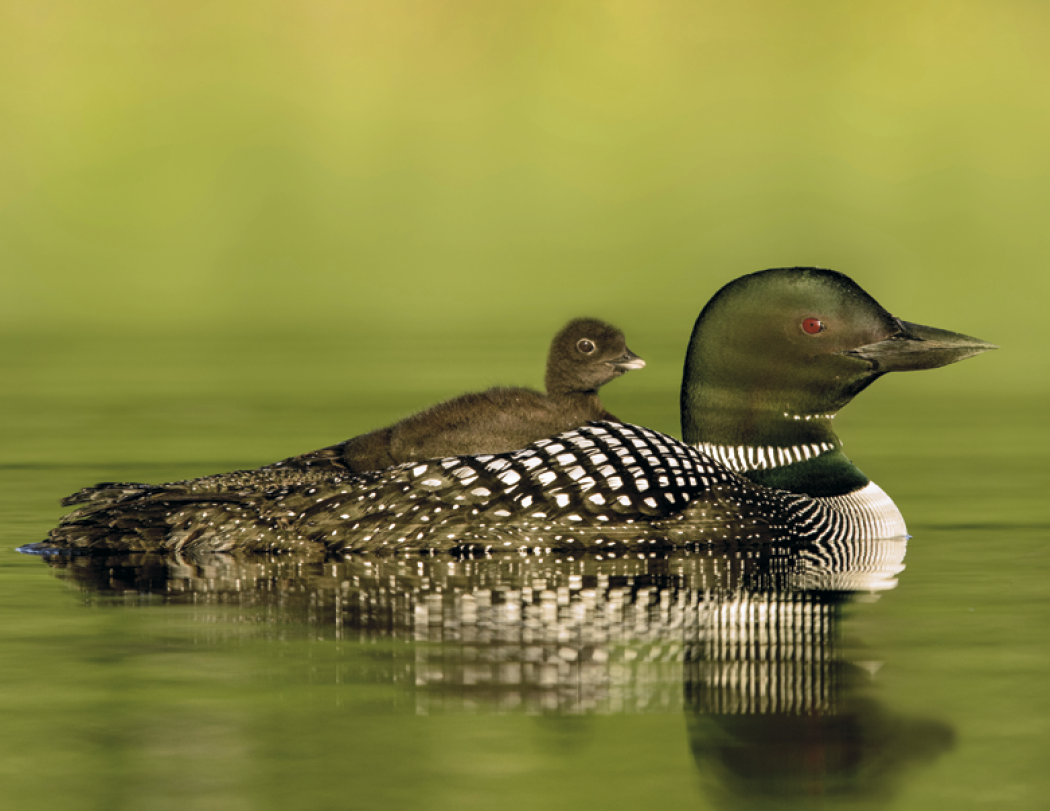 HotLine® Products Animal Babies Appointment Calendar - Stapled 12