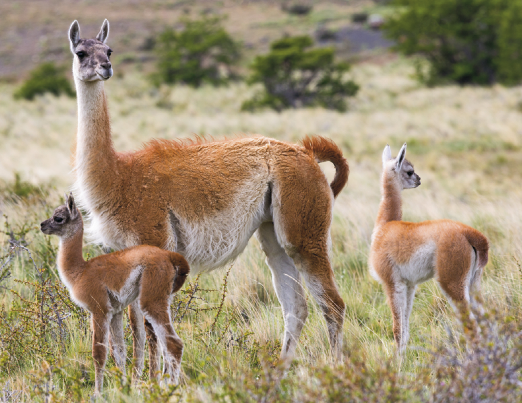 HotLine® Products Animal Babies Appointment Calendar - Stapled 2