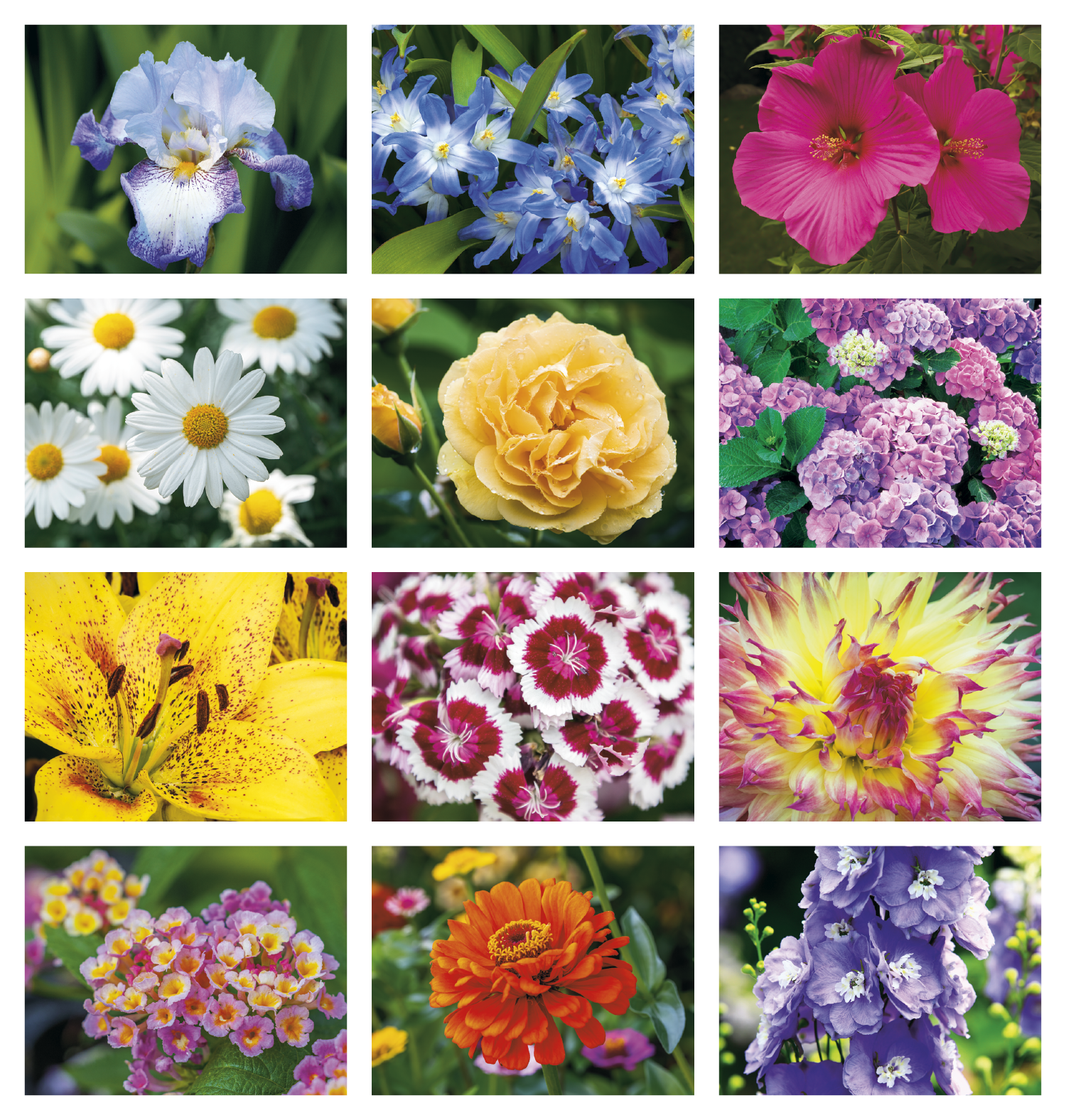 Good Value™ Flowers - Spiral Calendar 56