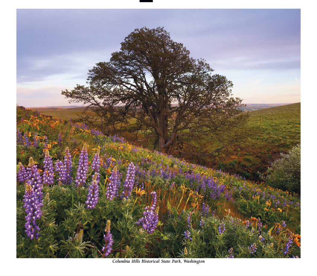 HotLine® Products Scenic America® Pocket Calendar 26