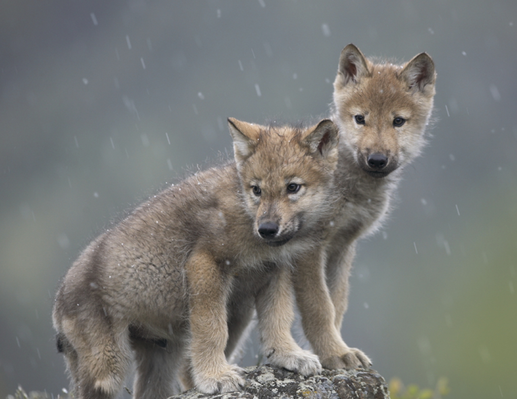 HotLine® Products Animal Babies Appointment Calendar - Stapled 8