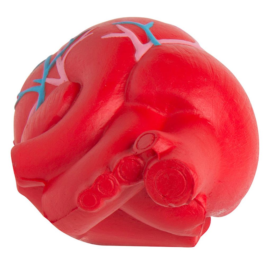 Anatomic Heart with Veins Stress Reliever 4