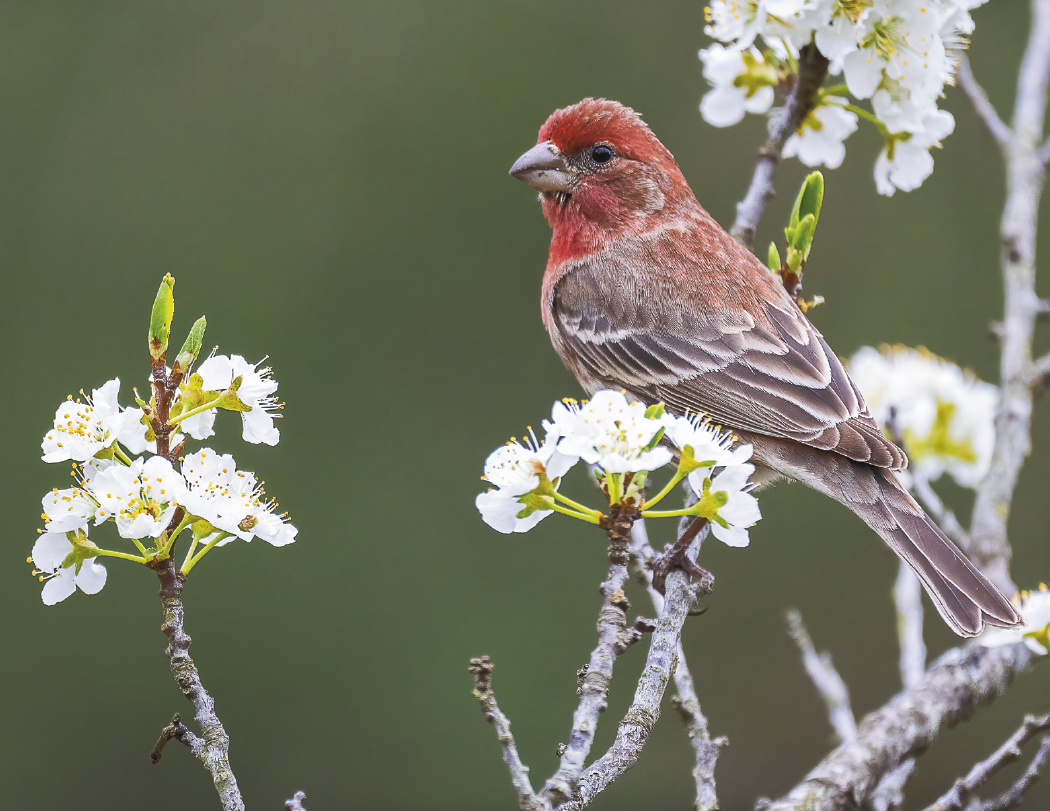 HotLine® Products Songbirds Appointment Calendar - Stapled 59