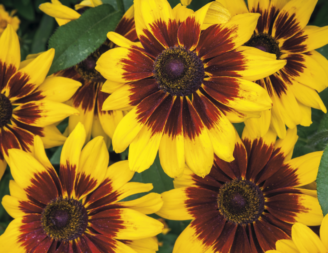 Good Value™ Flowers - Spiral Calendar 22