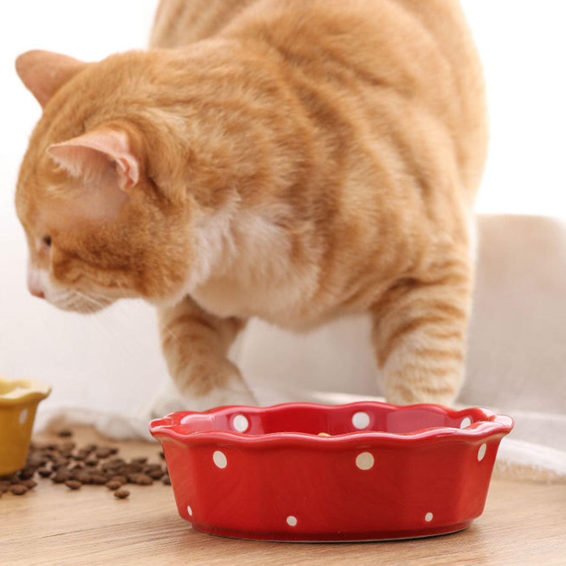 Ceramic Cervical Protection Cat Food Bowl 2