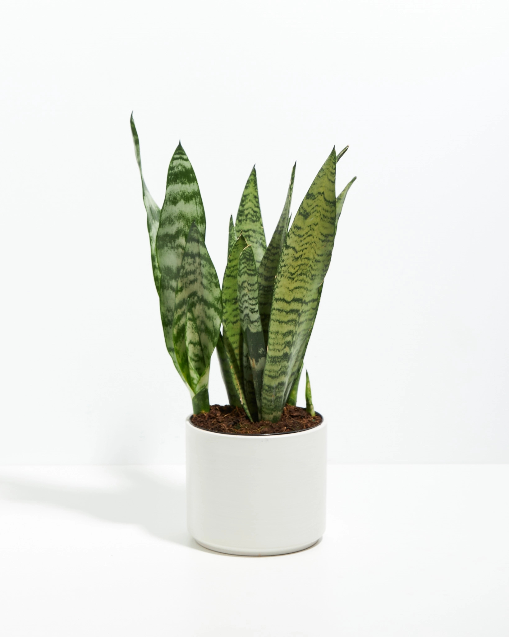 Lil' Bit Zeylanica Snake Plant