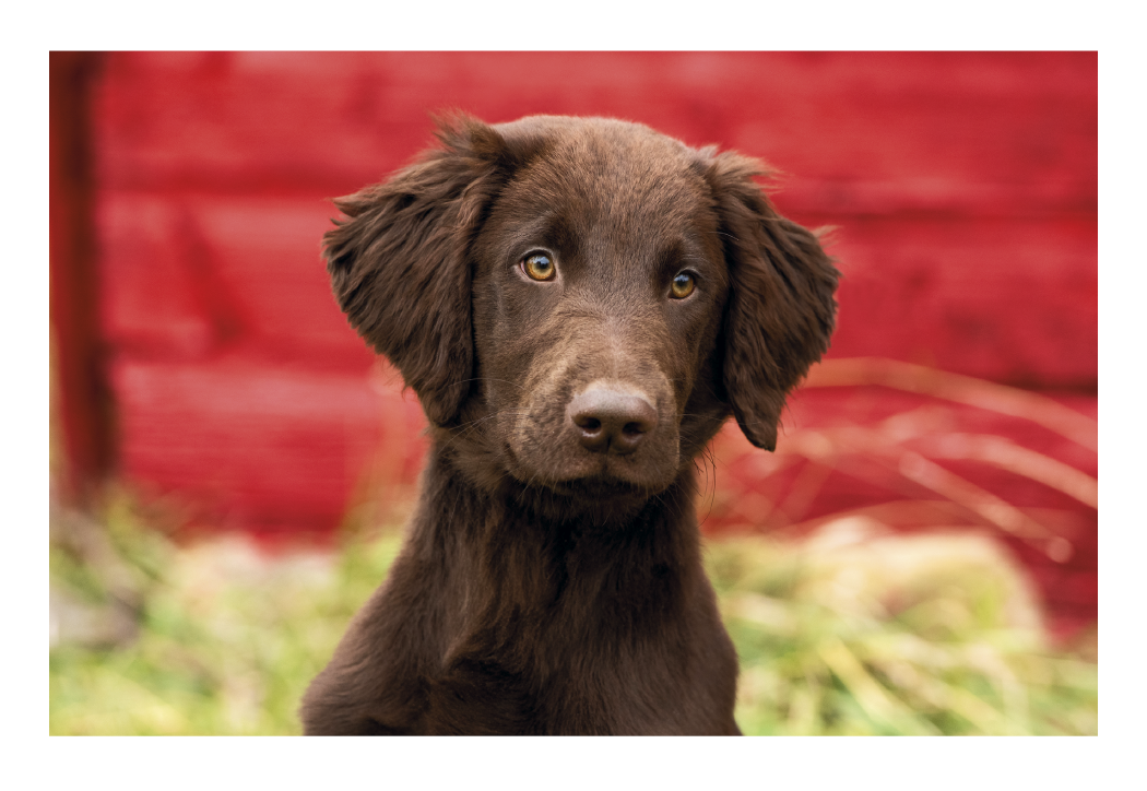 Triumph® Calendars Puppies & Kittens Pocket Calendar 15
