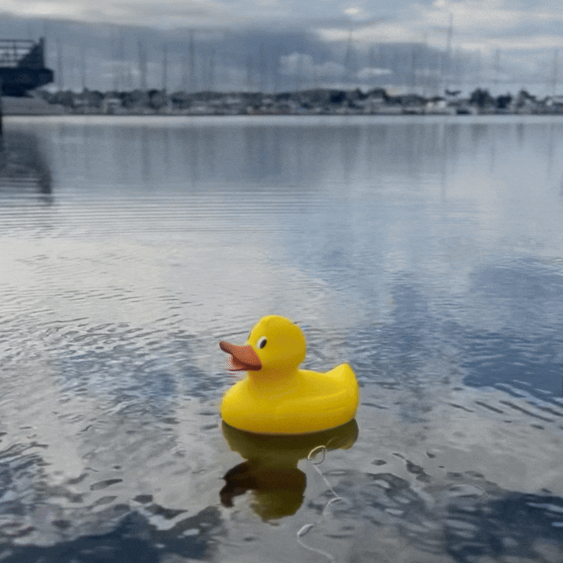 Jumbo Duck 17
