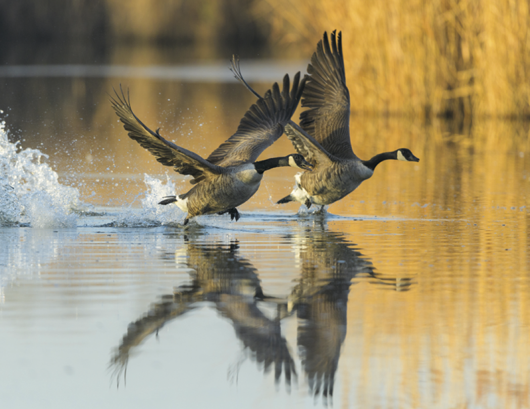 HotLine® Products Wildlife Appointment Calendar - Stapled 24