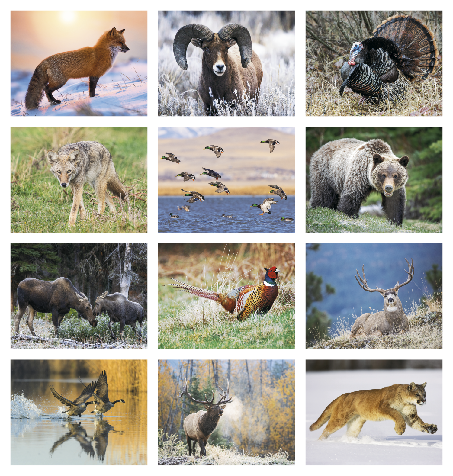 Triumph® Calendars North American Wildlife Calendar 5