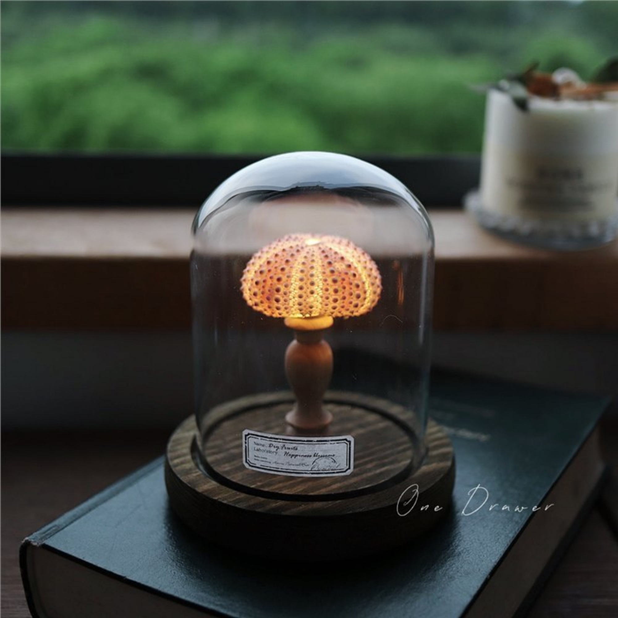 Illuminated Seashell Ornament Ambient 5