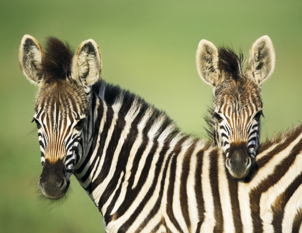 HotLine® Products Animal Babies Appointment Calendar - Stapled 18