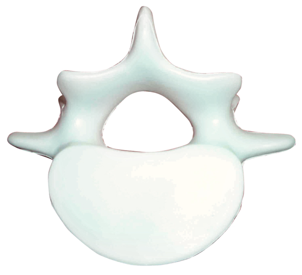 Vertebrae Stress Reliever 2