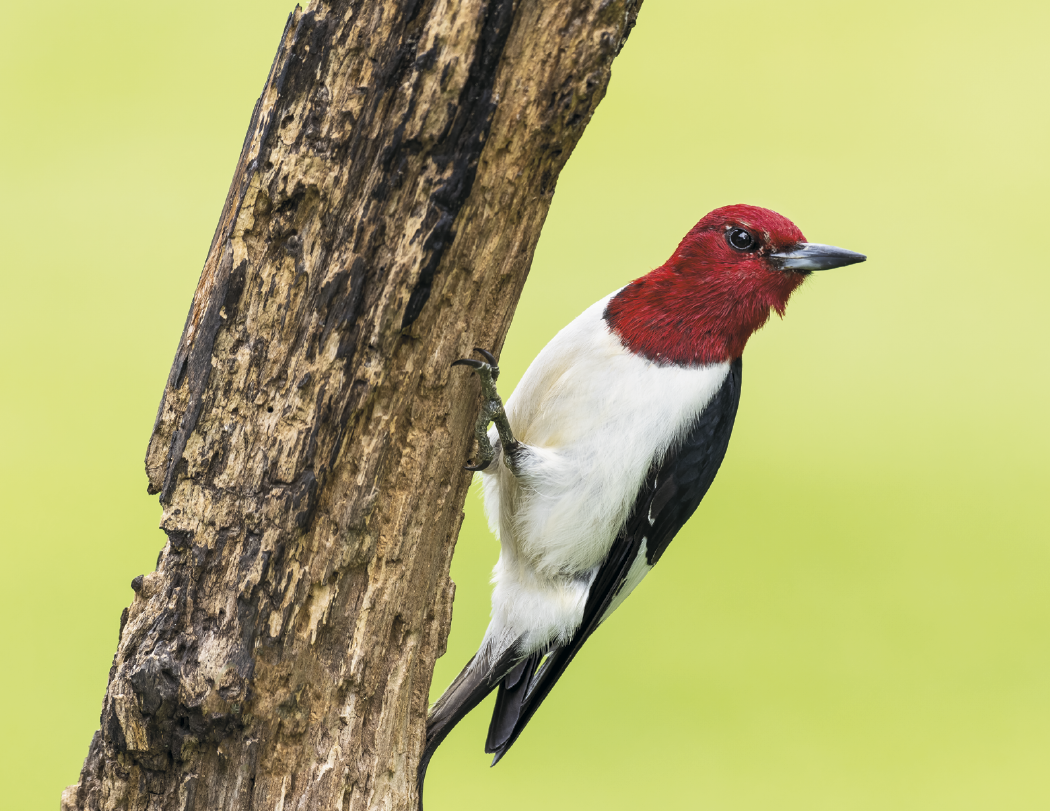 HotLine® Products Songbirds Appointment Calendar - Stapled 41