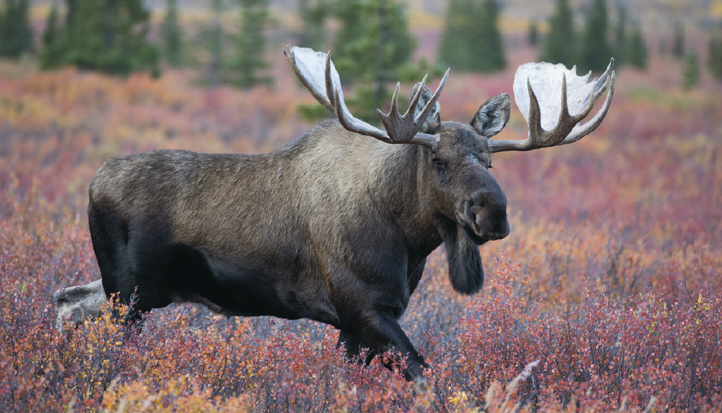 Triumph® Calendars Wildlife Calendar 2