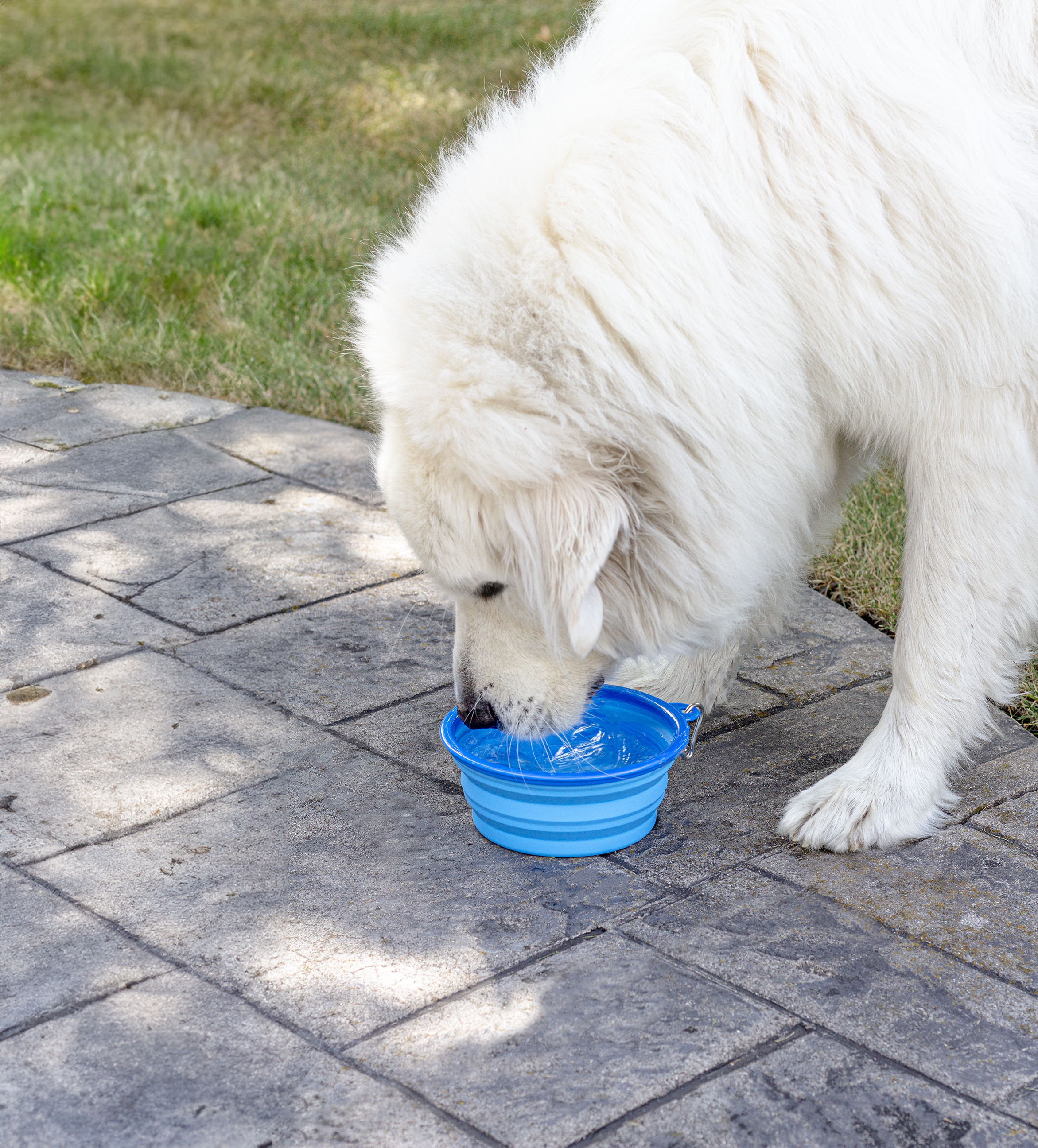 Large Collapsible Silicone Pet Bowl 12