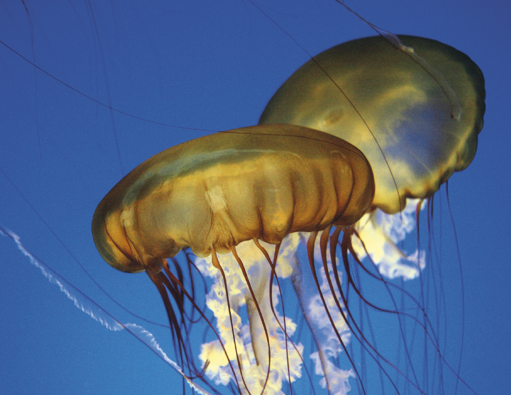 Good Value™ Ocean Glory - Stapled Calendar 39