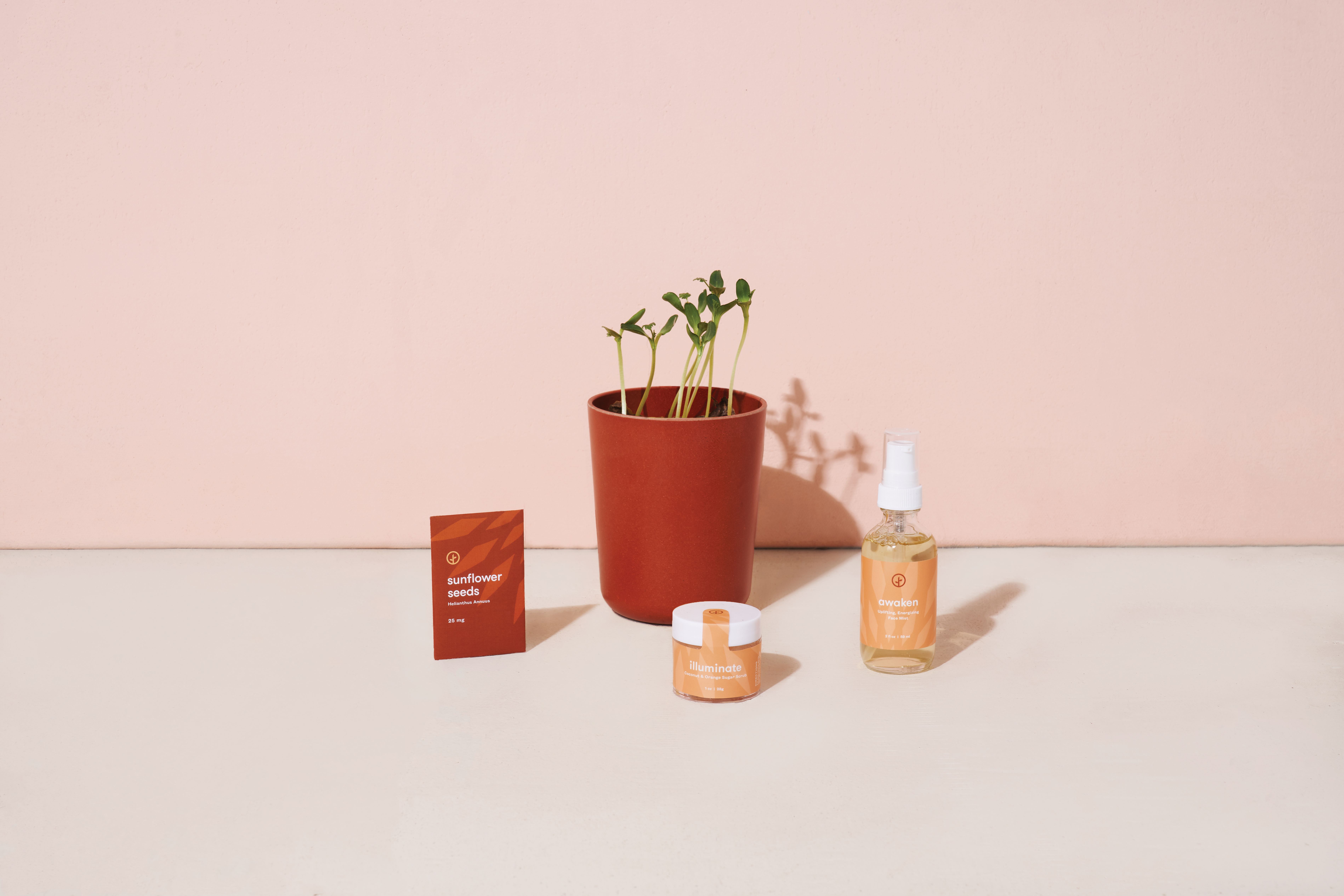 Modern Sprout® Shine Bright Take Care Kit - Sunflower 1
