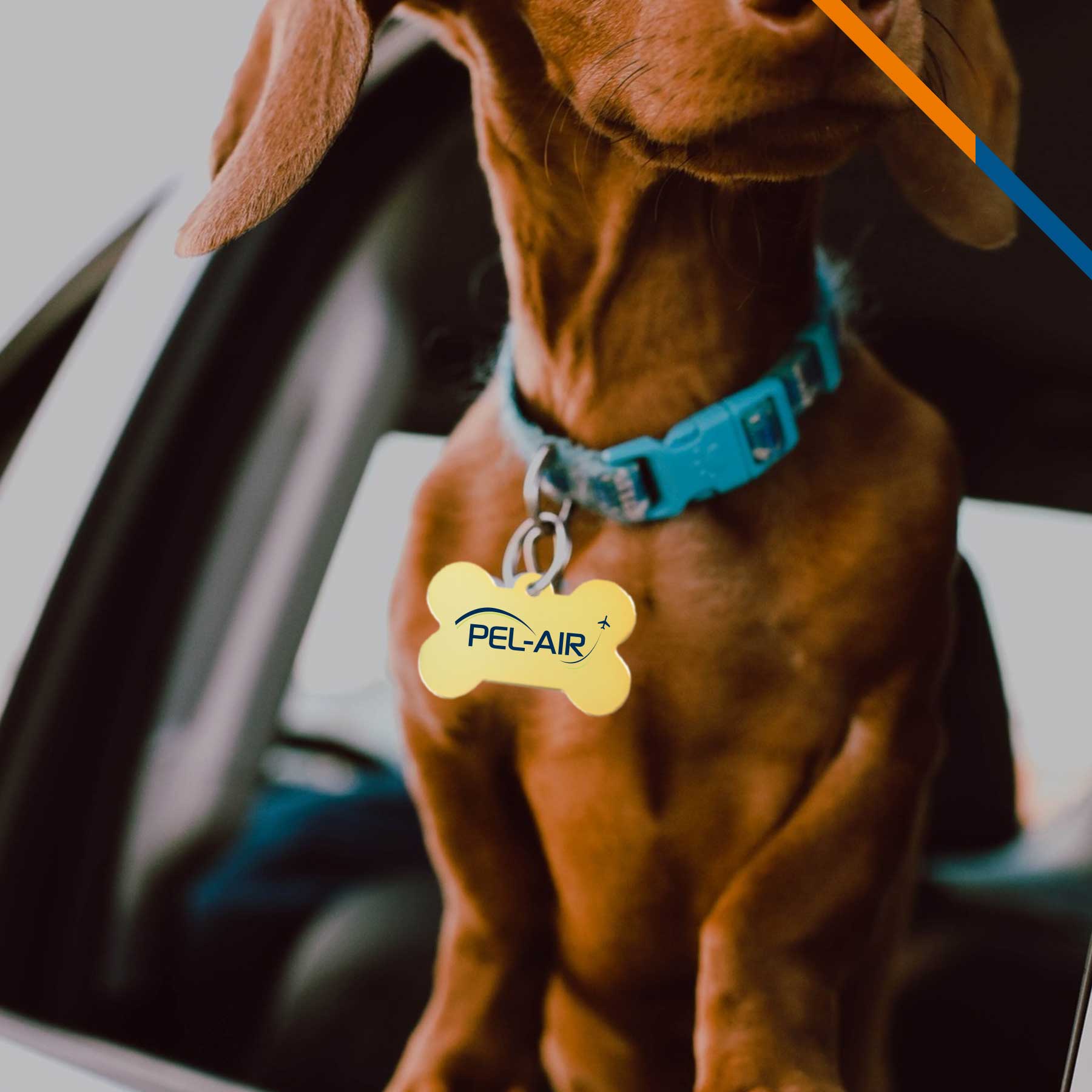 Liza Pet Tag 4