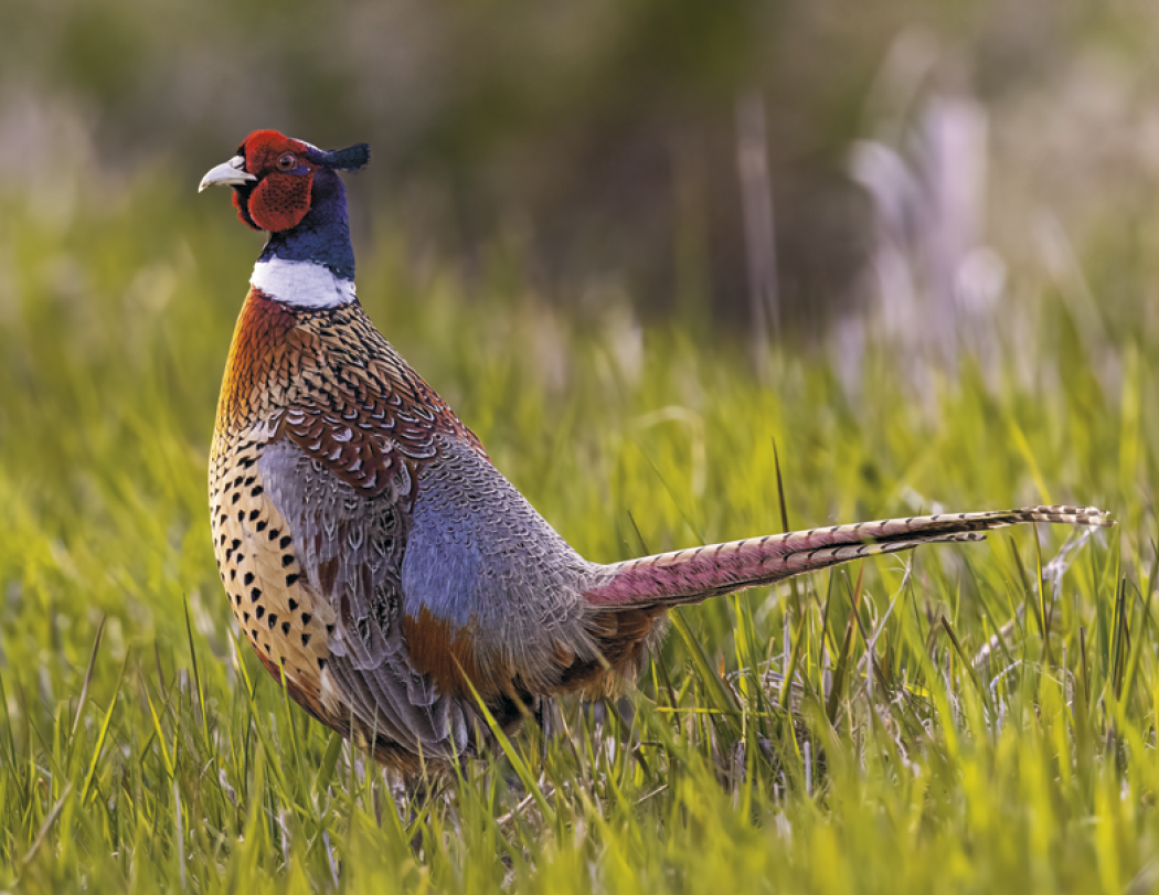 Good Value™ Wildlife Portraits - Window Calendar 56