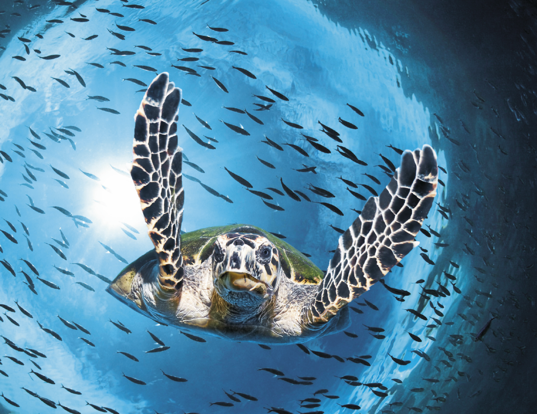 Good Value™ Ocean Glory - Stapled Calendar 24