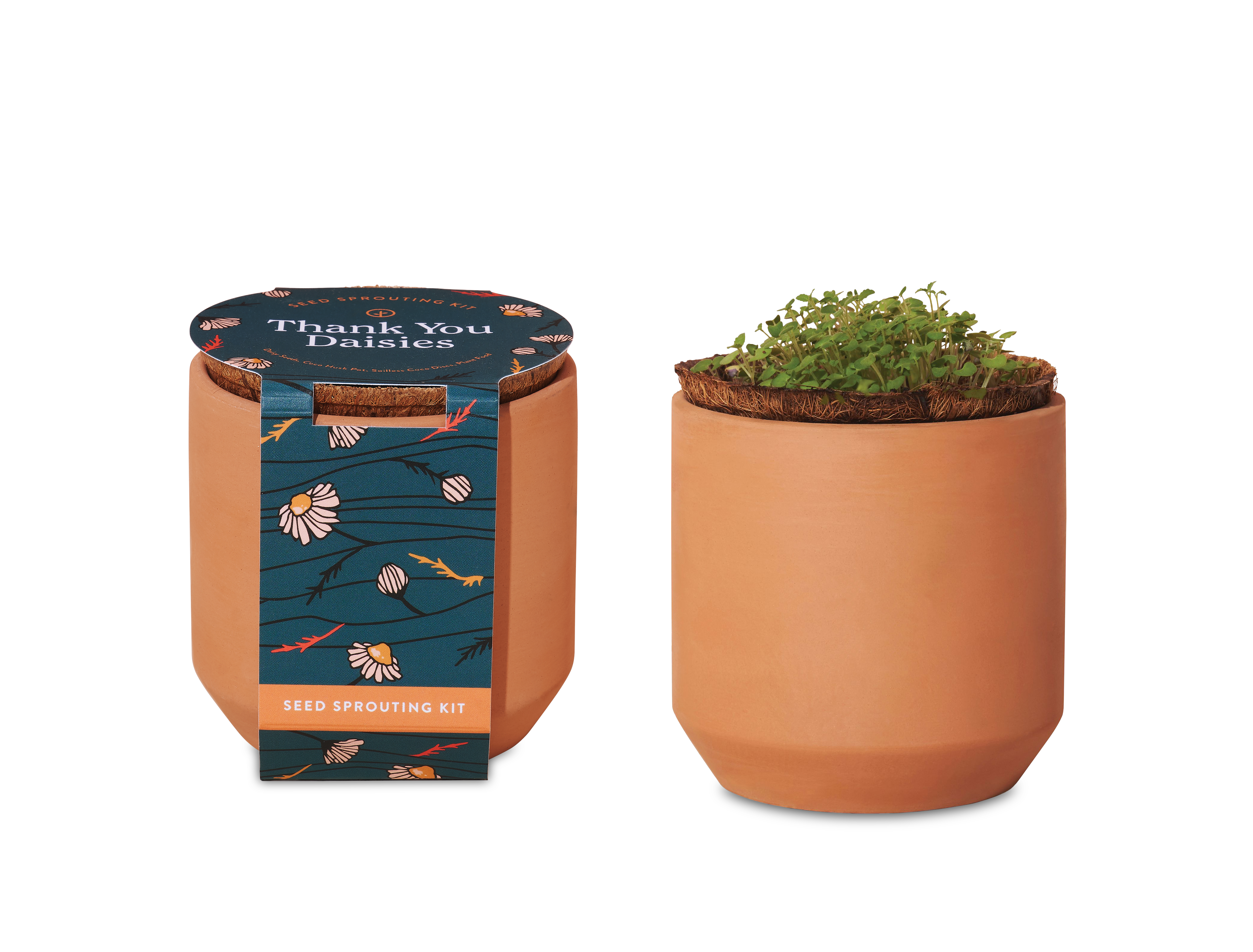 Modern Sprout® Tiny Terracotta Grow Kit Thank You Daisies