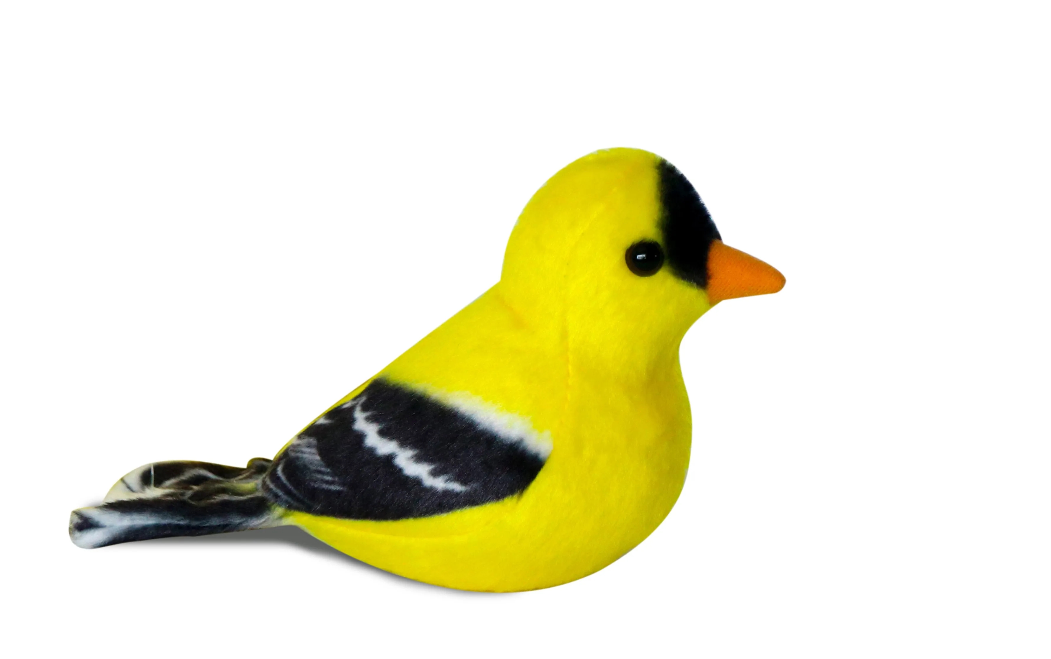 Parus Birds 3