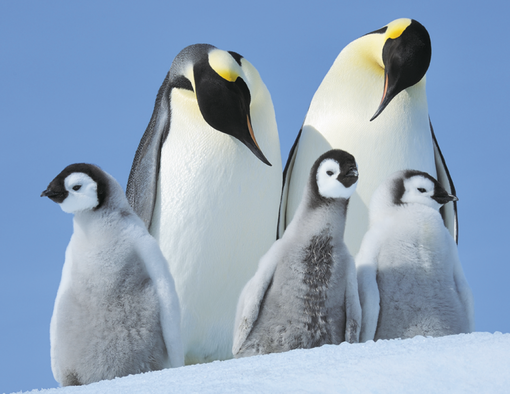 HotLine® Products Animal Babies Appointment Calendar - Stapled 25