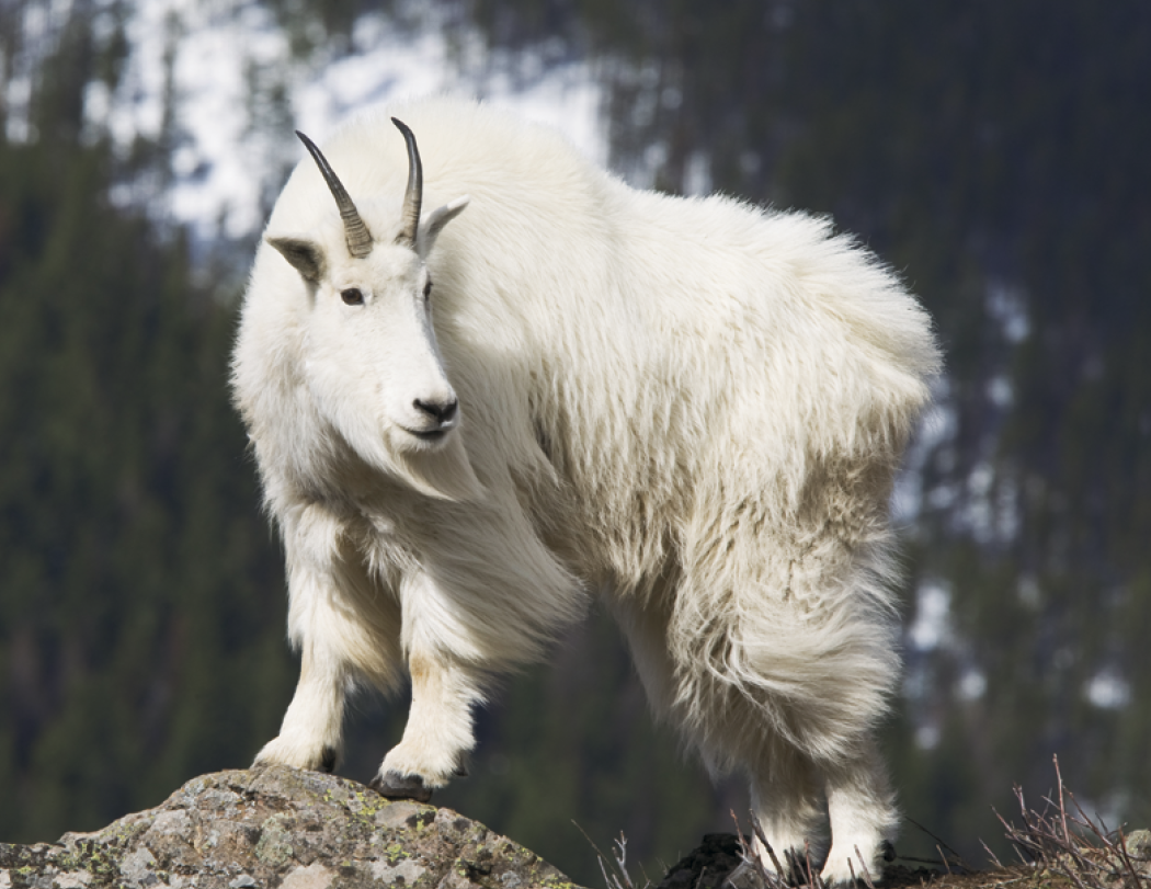 Good Value™ Wildlife Portraits - Spiral Calendar 40