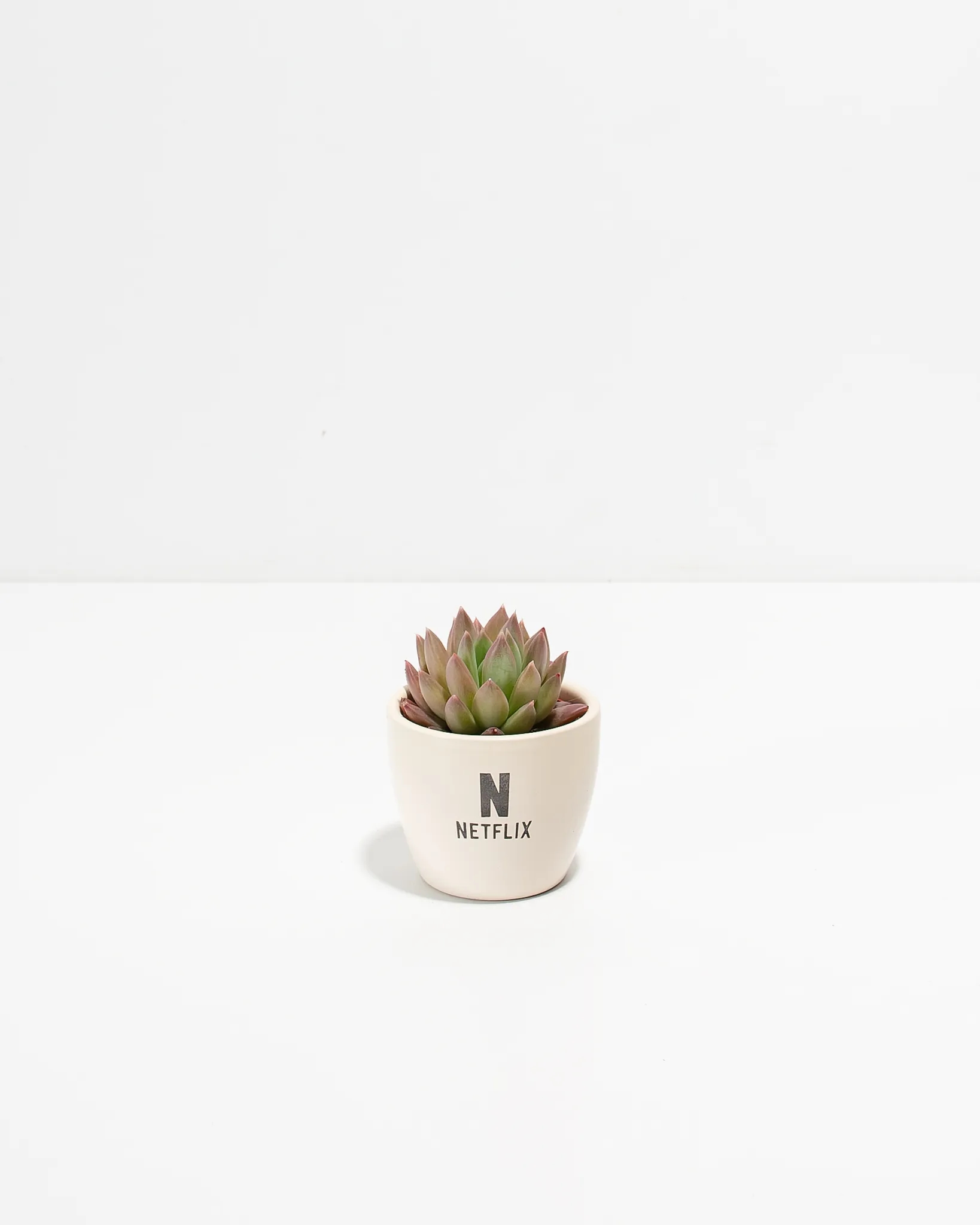 Petite Assorted Succulent Plant Kit