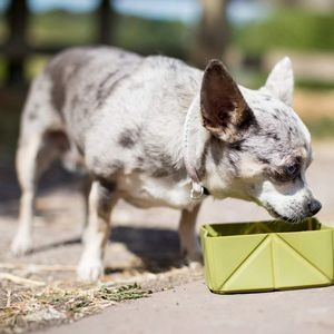 Production Portable Pet Bowl Food Tray 9