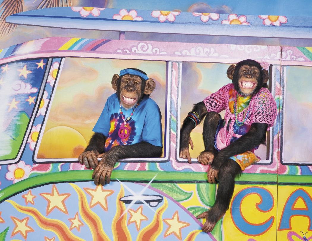 Triumph® Calendars Monkey Business Calendar 6