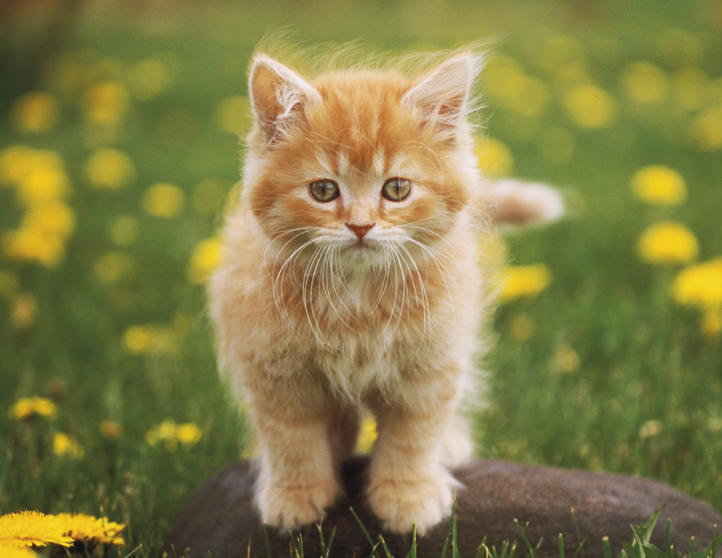 Good Value™ Baby Farm Animals - Stapled Calendar 42