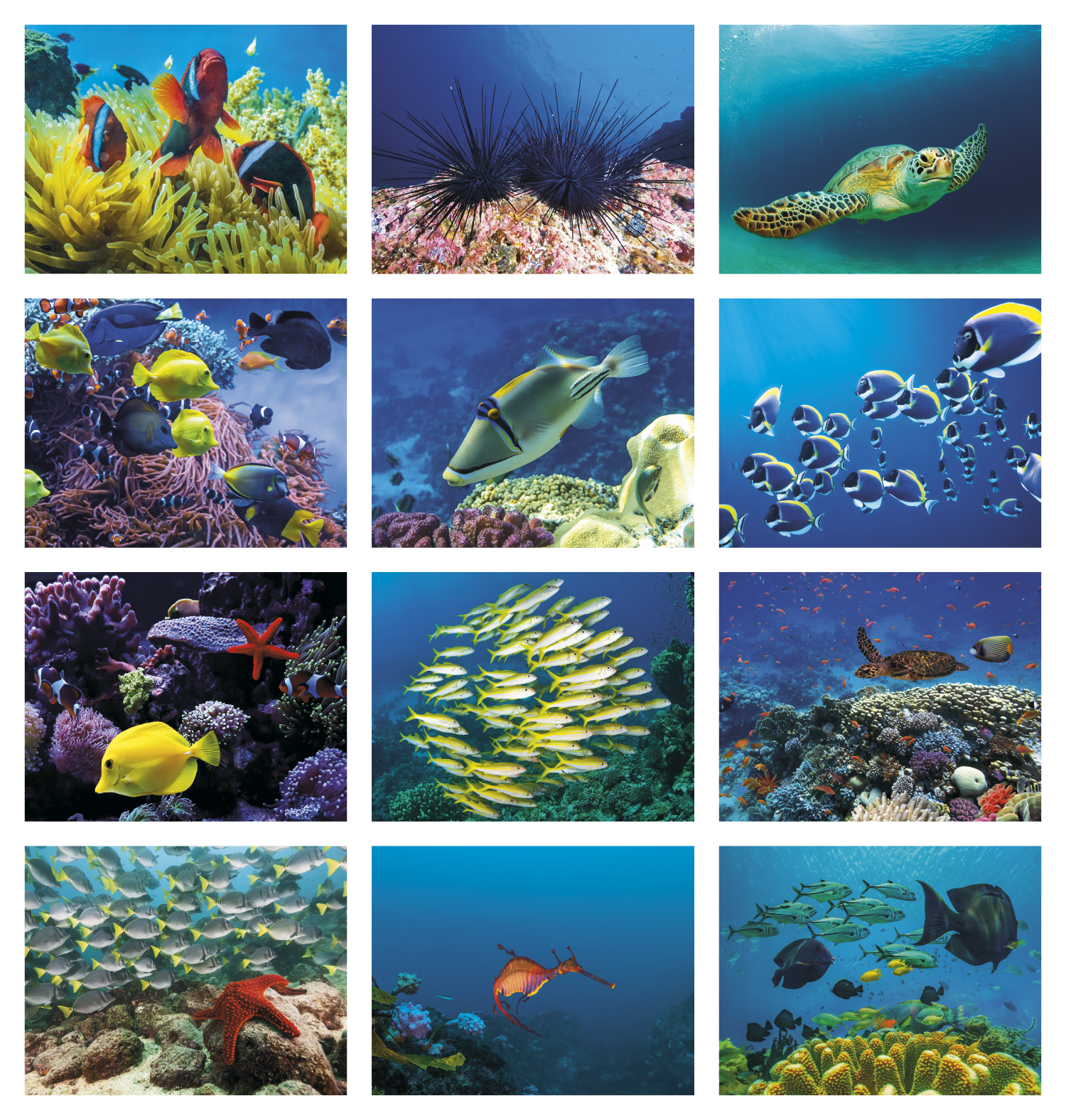 Good Value™ Ocean Glory - Stapled Calendar 5