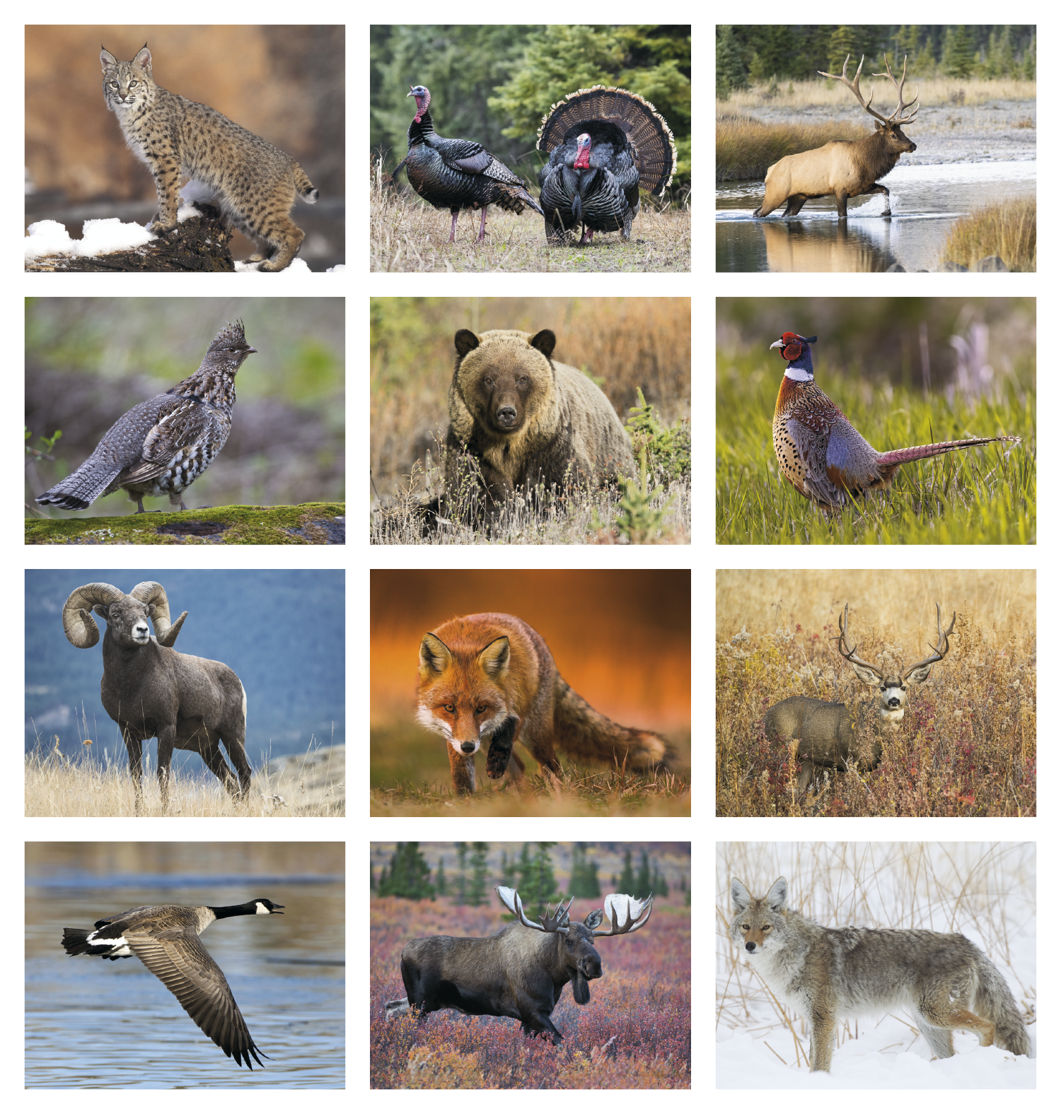 Good Value™ Wildlife Portraits - Window Calendar 45