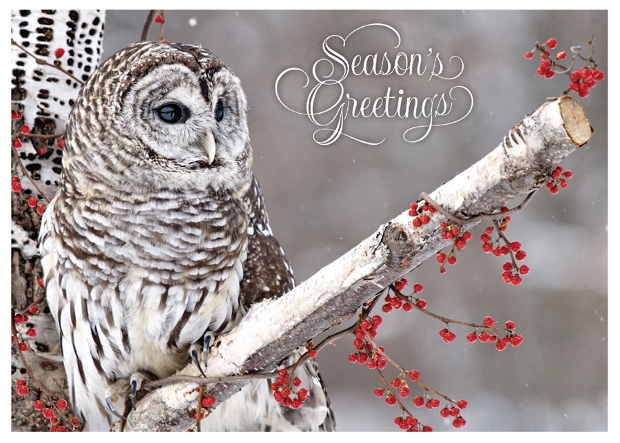 Winter Owl Holiday Greeting Card 1