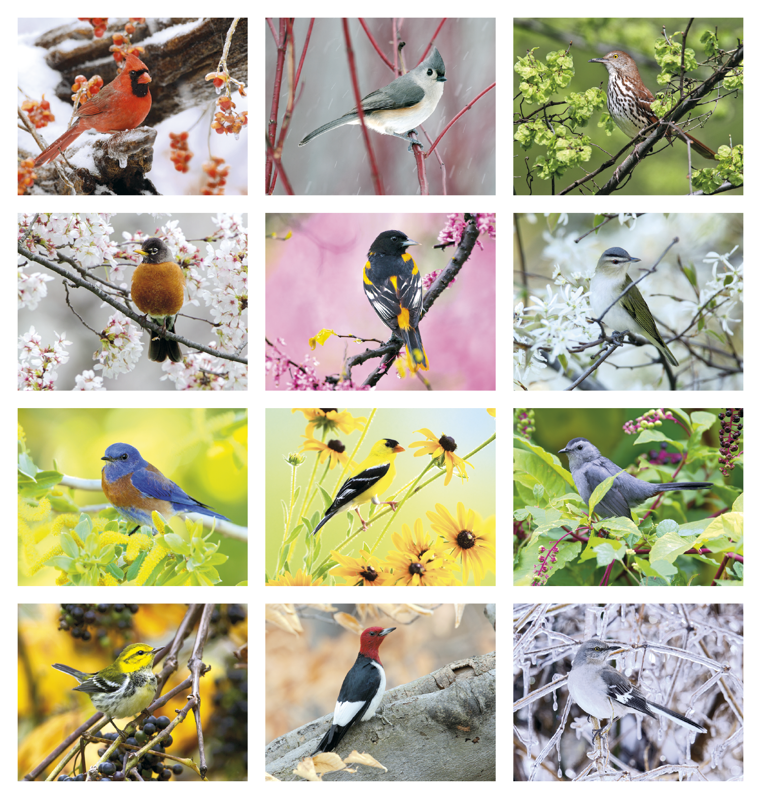 Triumph® Calendars Birds Calendar 94